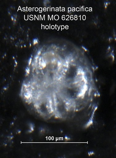 Asterigerinata pacifica Uchio, 1960