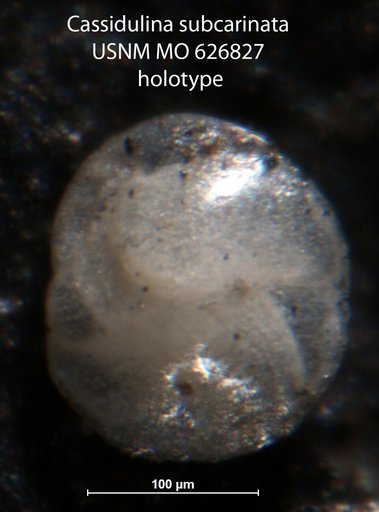 Cassidulina subcarinata Uchio, 1960