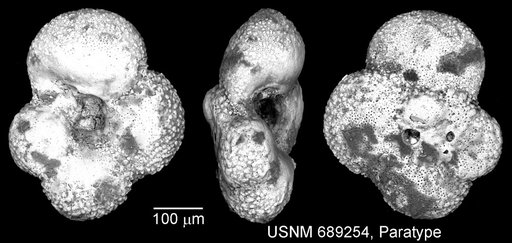 Whiteinella archaeocretacea Pessagno, 1967