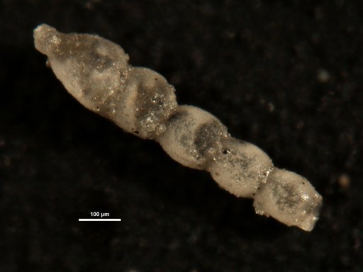 Stilostomella joculator Finlay, 1947