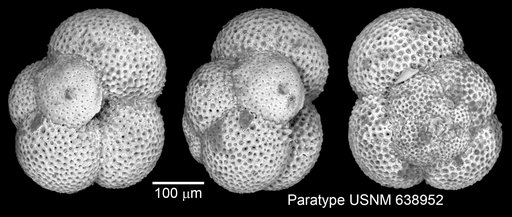 Globigerina simulans Bermudez, 1961