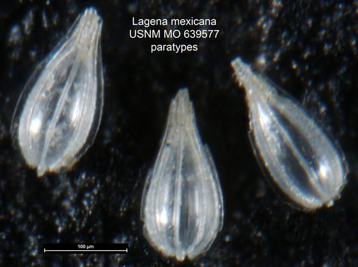 Lagena mexicana Andersen, 1961
