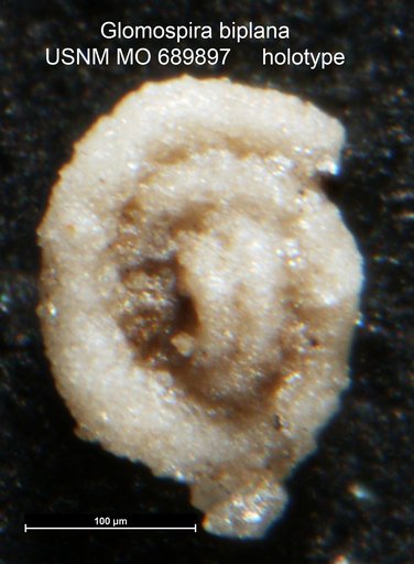 Glomospira biplana Moreman, 1933
