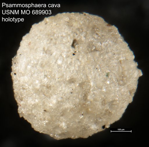 Psammosphaera cava Moreman, 1930