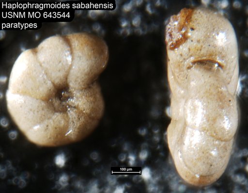 Haplophragmoides sabahensis Dhillon, 1969