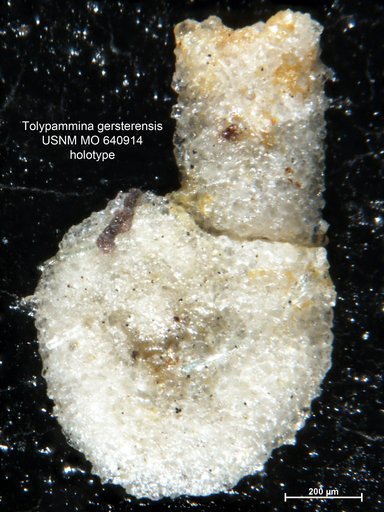 Tolypammina gersterensis Conkin & Conkin, 1964