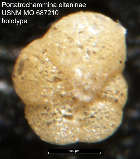 Portatrochammina eltaninae Echols, 1971