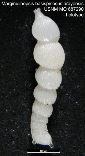 Marginulinopsis basispinosus var. arayensis Bermudez & Fuenmayor, 1966