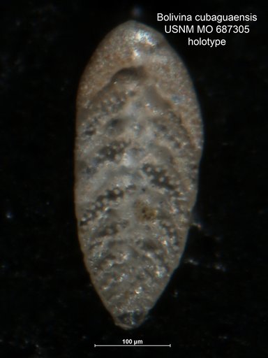Bolivina cubaguaensis Bermúdez & Fuenmayor, 1966