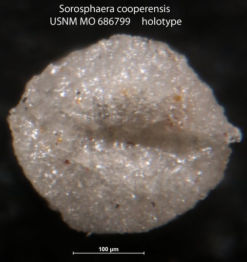 Sorosphaerella ? cooperensis (Conkin et al., 1968)