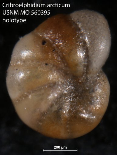 Cribroelphidium arcticum Tappan, 1951