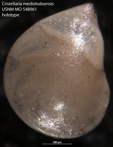 Cristellaria mediolodoensis Israelsky, 1955