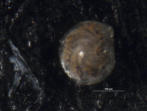 Robulus conspissatus Israelsky, 1955