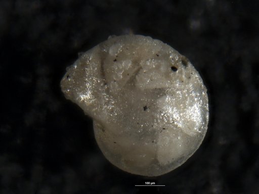 Robulus morsus Israelsky, 1955