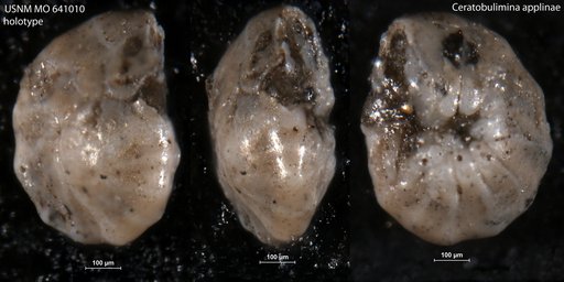 Ceratobulimina applinae McLean, 1963