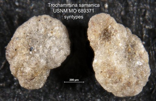Trochammina samanica Berry, 1928