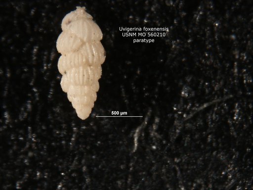 Uvigerina foxenensis Bramlette, 1951