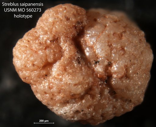 Streblus saipanensis Cole, 1953
