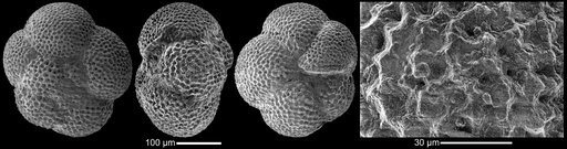 Globorotalia (Turborotalia) acostaensis Blow, 1959