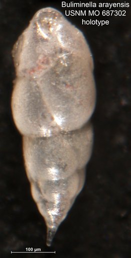 Buliminella arayensis Bermúdez & Fuenmayor, 1966