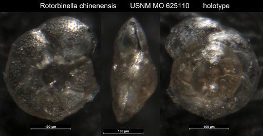 Rotorbinella chinenensis LeRoy, 1964