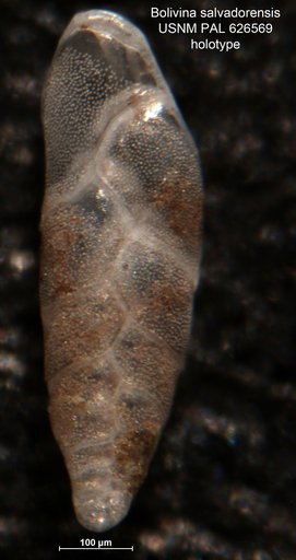 Bolivina (Loxostomum) salvadorensis Smith, 1963