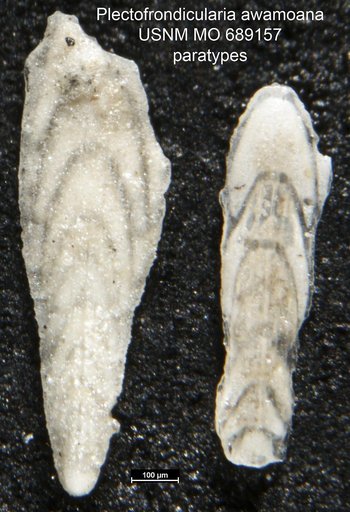 Plectofrondicularia awamoana Finlay, 1939