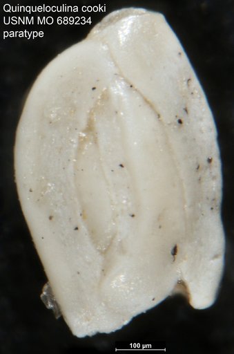 Quinqueloculina (Lachlanella) cooki Vella, 1957