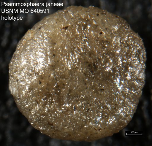 Psammosphaera janeae Hamlin, 1963