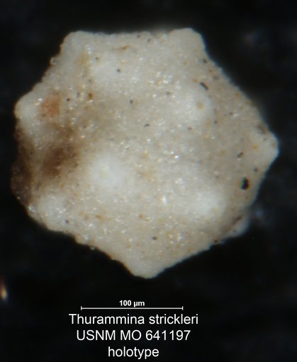 Thurammina strickleri Conkin & Conkin, 1964