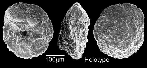 Rotalipora tehamaensis Marianos & Zingula, 1966