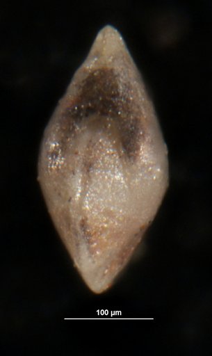 Robulus odiosus Israelsky, 1955