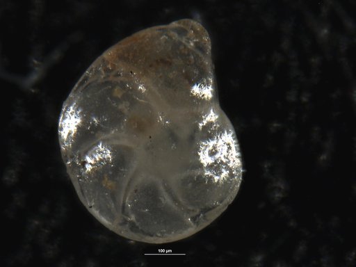 Robulus loismartinae Israelsky, 1955