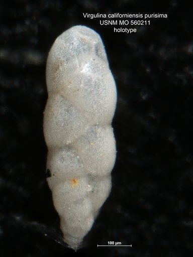Virgulina californiensis purisima Bramlette, 1951