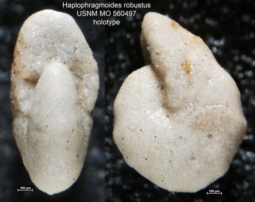 Haplophragmoides robustus Israelsky, 1951