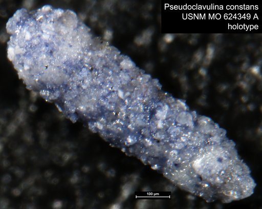 Pseudoclavulina constans Bandy, 1956