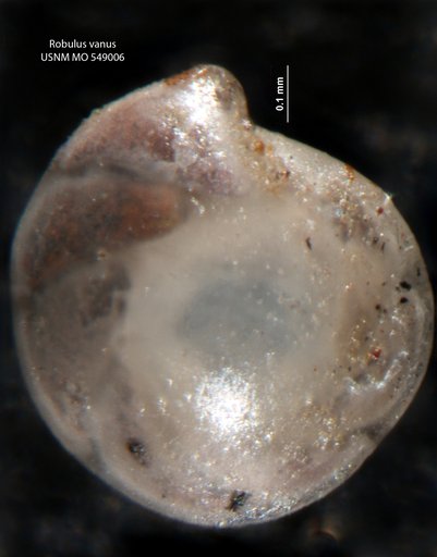 Robulus vanus Israelsky, 1955