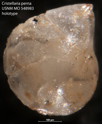 Cristellaria perna Israelsky, 1955