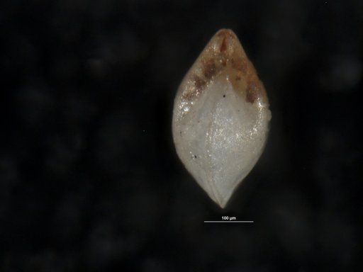 Robulus ruinosus Israelsky, 1955