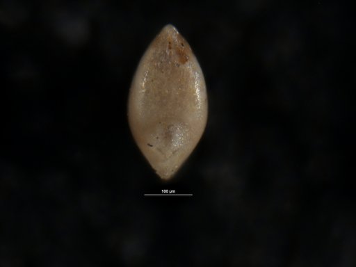 Robulus serenus Israelsky, 1955