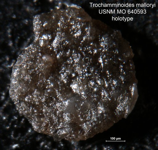 Trochamminoides malloryi Hamlin, 1963