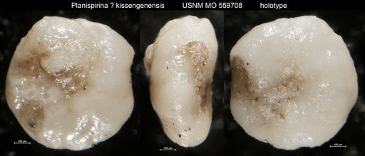 Planispirina ? kissengenensis Applin & Jordan, 1945