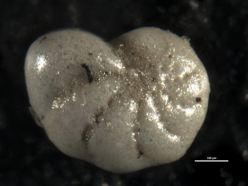 Elphidium varium Buzas, 1965