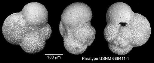 Globigerinoides parkerae Bermudez, 1961