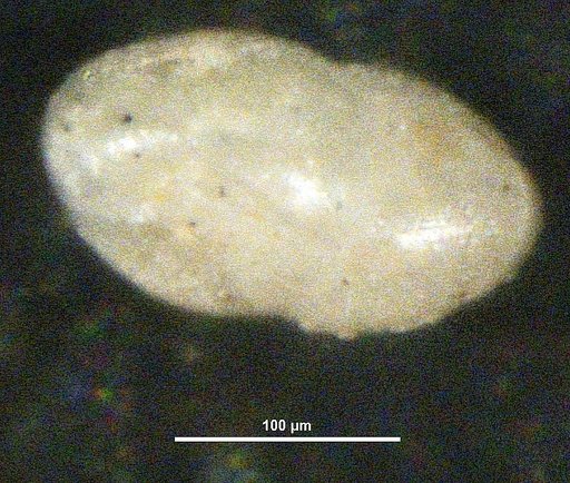 Cassidulina barbara Buzas, 1965