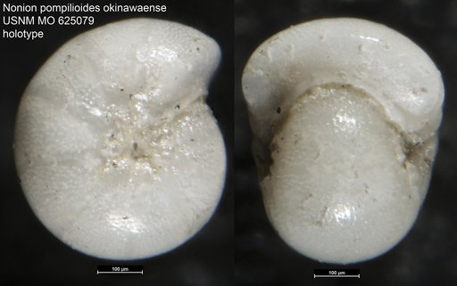 Nonion pompilioides okinawaense Leroy, 1964