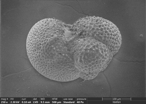 Globigerina antillensis Bermudez, 1961