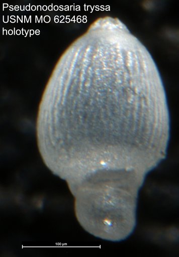 Pseudonodosaria ? tryssa Todd, 1958