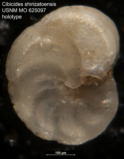 Cibicides shinzatoensis LeRoy, 1964