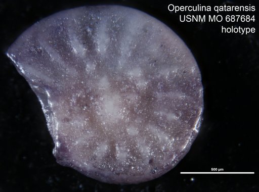 Operculina qatarensis El-Khayal, 1974